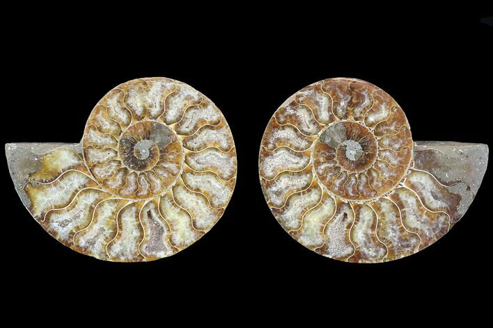 Cut & Polished Ammonite Fossil - Agatized #88203